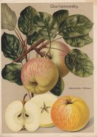 apple.jpg apple.jpg