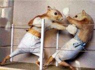 boxing squirrels.jpg