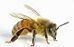 Bee.jpg
