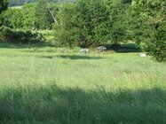 0782 Wilsons Creek BF.JPG