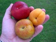 plum-japanese-plum-apricot-pluot-300x225.jpg plum-japanese-plum-apricot-pluot-300x225.jpg