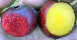plum-japanese-hybrids-300x158.jpg plum-japanese-hybrids-300x158.jpg