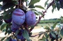plum-stanley-usa-300x197.jpg plum-stanley-usa-300x197.jpg