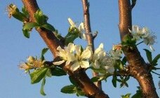 plum-european-flower-300x185.jpg plum-european-flower-300x185.jpg