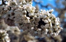 plum-japanese-flower-300x195.jpg plum-japanese-flower-300x195.jpg