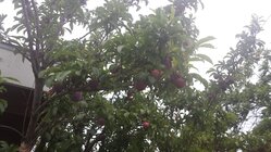 20170620_192122.jpg 20170620_192122.jpg
