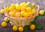 yellow-plums-in-basket.jpg yellow-plums-in-basket.jpg