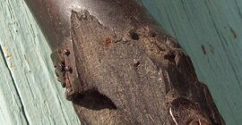 CWRM4.JPG