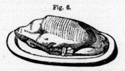 Trussing-a-Bird_4.jpg
