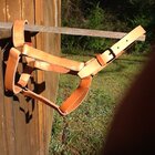 5 ring Halter 2.JPG