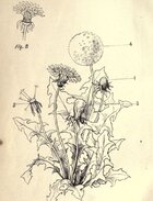 chickory dandelion2.jpg chickory dandelion2.jpg
