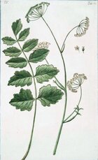 anise.jpg anise.jpg