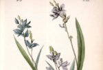 huckl nypl top.jpg