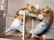 boxing squirrels.jpg boxing squirrels.jpg