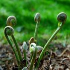 fiddlehead-food-fern-spring-551x550.jpg fiddlehead-food-fern-spring-551x550.jpg