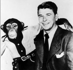 Reagan_Chimp.png