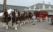 235px-Budweiser-team_aug2009.jpg