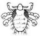 lice2.jpg