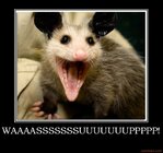waaaasssssssuuuuuuuppppp+possum+demotivational+poster+1272659491+1+1321911319.jpg