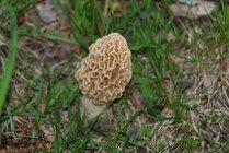 DSC_0326.JPG