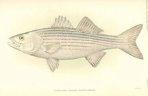 striped-bass-rockfish.jpg