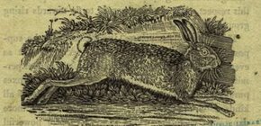 rabbit woodcut 2.JPG rabbit woodcut 2.JPG