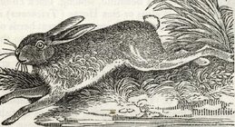 rabbit woodcut.jpg rabbit woodcut.jpg