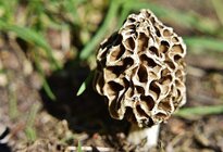 512px-Morel_Mushroom_of_Illinois.jpg