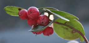 512px-FountainSpringsWintergreen.png 512px-FountainSpringsWintergreen.png