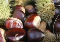 512px-Chestnut.jpg 512px-Chestnut.jpg