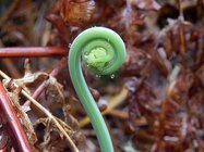 512px-Fiddlehead.jpg 512px-Fiddlehead.jpg
