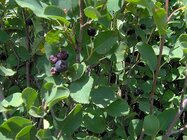 512px-SaskatoonBerryInSK.jpg 512px-SaskatoonBerryInSK.jpg