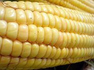 512px-Corn_01.jpg 512px-Corn_01.jpg