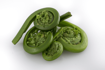 512px-Fiddlehead_closeup.png 512px-Fiddlehead_closeup.png