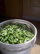 256px-Fiddleheads_Crosses_de_foug%C3%A8re.jpg 256px-Fiddleheads_Crosses_de_foug%C3%A8re.jpg