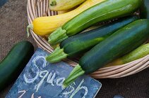512px-Cucurbita_pepo_Zucchini_and_Summer_Squash.jpg 512px-Cucurbita_pepo_Zucchini_and_Summer_Squash.jpg