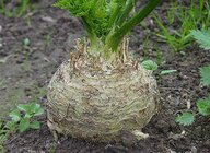 512px-Celeriac_J2.jpg 512px-Celeriac_J2.jpg
