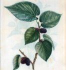 mulberry.jpg