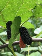 256px-Mulberry_in_Southern_Brazil.jpg