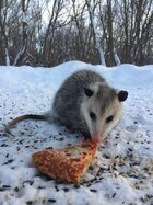 possum.jpg