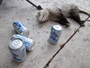 fwpossum.JPG