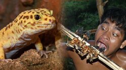 smoked lizard.jpg