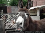 donkey-o.gif