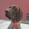 Grousedog368