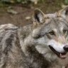 littlewolfgeneral