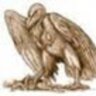 Buzzard