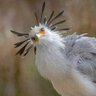 BabyBird