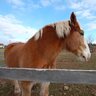 Drafthorse