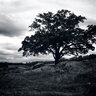 Aimless Lee