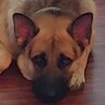 Nick the Dog